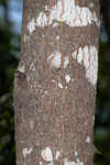 Buckwheat tree <BR>Black titi